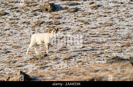 Male Dall Sheep (Ovis dalli) traversing Sheep Mountain in Kluane National Park in the Yukon Territory, Canada. Stock Photo