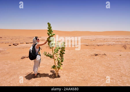 Calotropis procera, a poisonous plant in Erg Chigaga sand dunes. Morocco Stock Photo