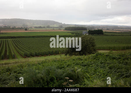 Rows of hops being grown on farmland in Stoke Edith, Herefordshire, United Kingdom. Hops are the flowers of the hop plant Humulus lupulus. They are used primarily as a bittering, flavouring, and stability agent in beer, to which, in addition to bitterness, they impart floral, fruity, or citrus flavours and aromas. Stock Photo