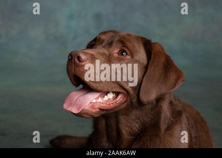Portrait of Chocolate Labrador Stock Photo