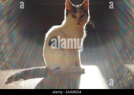 Lovely white kitten sitting on the floor in sun rays. Stock Photo