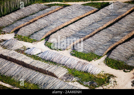 Matchsticks. Boreal forest trees clear felled to make way for a new tar sands mine north of Fort McMurray, Alberta, Canada. Stock Photo