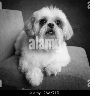 Portrait of Shih Tzu Stock Photo