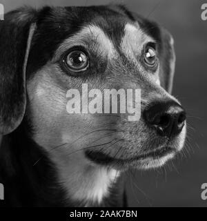 Studio portrait of Miniature Pinscher Beagle Stock Photo