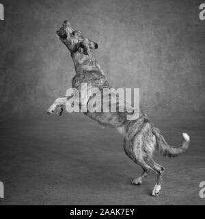 Studio shot of Greyhound Collie mix dog playing with ball Stock Photo