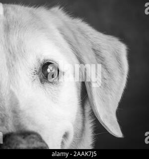 Studio portrait of Labrador mixed dog Stock Photo