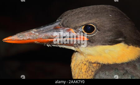 a juvenile stork-billed kingfisher (pelargopsis capensis) in countryside of west bengal near kolkata in india Stock Photo