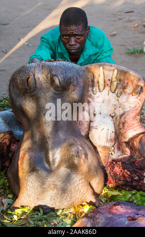 A Malawian man with a butchered Hippo near Chikwawa, Malawi. As flooding washed away thousands of livestock, local people have been forced to turn to Stock Photo