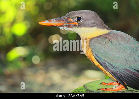 a juvenile stork-billed kingfisher (pelargopsis capensis) in countryside of west bengal near kolkata in india Stock Photo