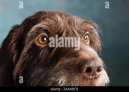 Portrait of a German Wirehaired Pointer Stock Photo