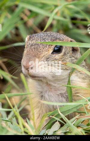 wild european ground squirrel (Spermophilus citellus) on meadow Stock Photo