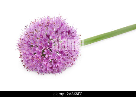 the flower of wild garlic isolated on white background Stock Photo