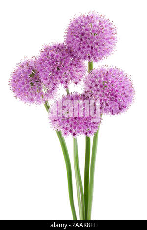 the flower of wild garlic isolated on white background Stock Photo