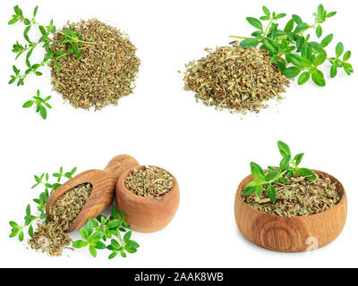 Set or collection dried thyme leaves with fresh thyme isolated on white background. Stock Photo