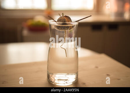 DIY idea grow your own avocado plant. A ditail, close up view of avocado seed with root, young sprout and leaves in the glass with water. Home Stock Photo