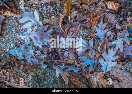 A pile of fallen oak leaves lying on the rocky sandy beach with acorns on a sunny day in autumn looking down closeup Stock Photo