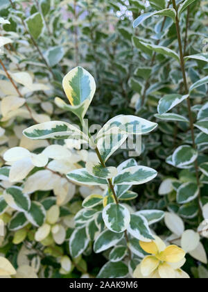 Close up view of plant (euonymus japonicus). Stock Photo