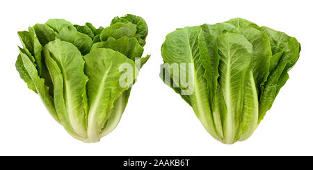 romain lettuce path isolated on white Stock Photo