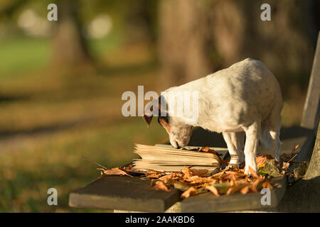 Russell Terrier dog reading a book on a bench. Dog is 13 years old. Stock Photo