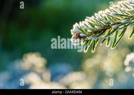 A fir branch with small fir cones covered with white ice crystals of hoarfrost is back lit by the morning sun in winter. Closeup macro shot, eye level Stock Photo