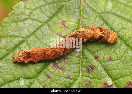 Dorsal view of Peach Blossom moth caterpillar (Thyatira batis) resting on bramble leaf. Tipperary, Ireland Stock Photo