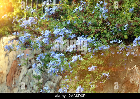 Plumbago Auriculata , commonly known as Plumbago Capensis. Tropical evergreen, flowering shrub. Stock Photo