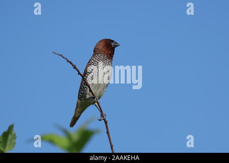 The scaly-breasted munia or spotted munia, known in the pet trade as nutmeg mannikin or spice finch, is a sparrow-sized finch native to Asia. Stock Photo