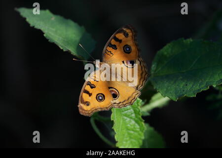 Junonia almana, the peacock pansy, is a species of nymphalid butterfly found in Cambodia and South Asia. Stock Photo