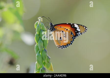 Danaus chrysippus, also known as the plain tiger or African queen, is a medium-sized butterfly widespread in Asia, Australia and Africa. Stock Photo