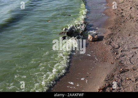 Waves of blue green algae (cyanobacteria) infected lake water breaking on the beach Stock Photo