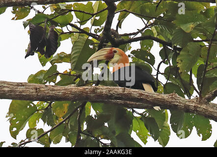 Papuan Hornbill (Rhyticeros plicatus) adult male perched on branch  Fly River, Papua New Guinea                  July Stock Photo