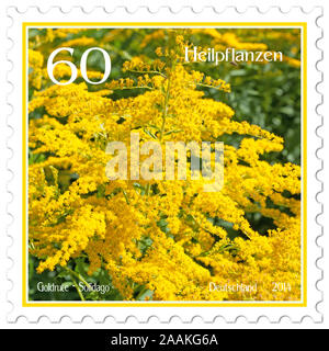Postage stamp with the image of goldenrod, Solidago