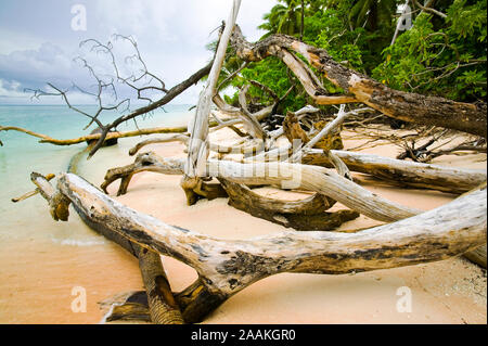 Paradise Lost. On the other; seaward side of Tepuka island ever rising seas and stormy weather is undercutting the shore causing the trees to collapse Stock Photo