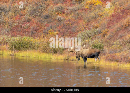 Bull Alaska Moose in Autumn in Denali National Park Stock Photo