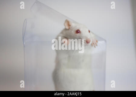 Trap. White rat in a trap. The animal is trying to get out of the transparent box. Stock Photo