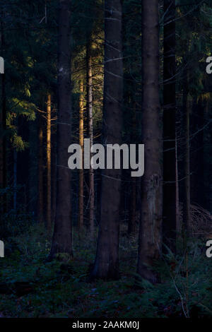 Dark pine forest, light of the setting sun on some tree stems in the distance Stock Photo