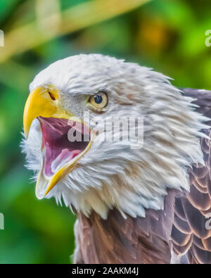 extreme closeup of a screaming bald eagle Stock Photo