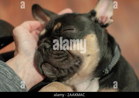 French bulldog puppy Stock Photo