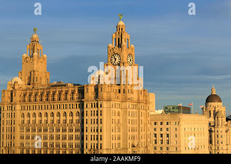 Royal Liver Building, Liverpool, England, United Kingdom Stock Photo