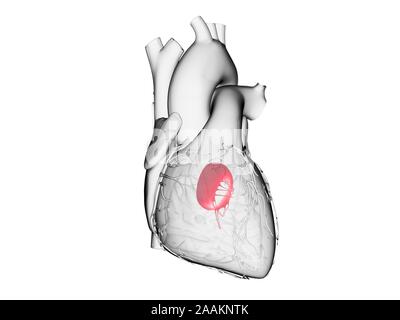 Mitral valve, computer illustration. Stock Photo