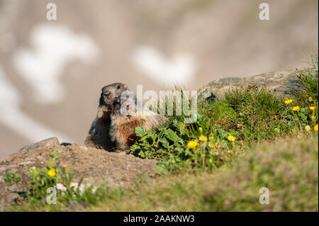 Alpine Marmots (Marmota marmota) in Hohe Tauern National Park, Austria