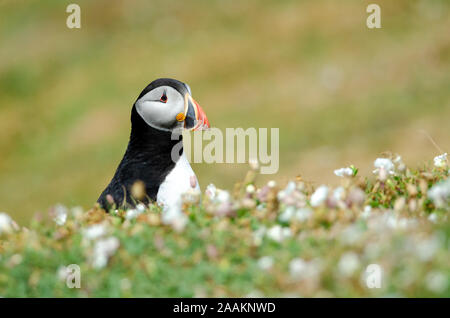 Atlantic Puffin (Fratercula arctica) on Skomer island, Wales, UK Stock Photo