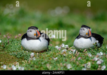 Atlantic Puffin (Fratercula arctica), Skomer Island, UK Stock Photo