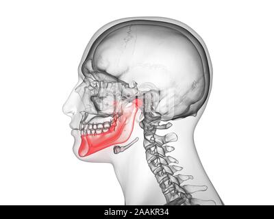 Jaw bone, computer illustration. Stock Photo