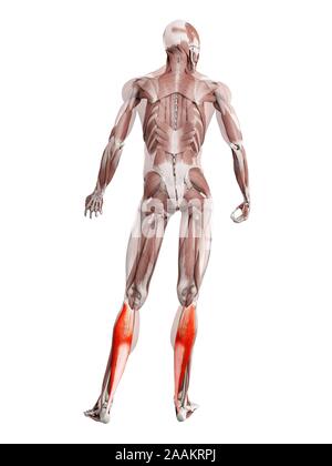 Soleus muscle, computer illustration. Stock Photo