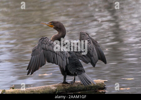 Cormorant drying its wings perched on a log Stock Photo