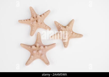Three peach sand colored starfish isolated on a light background.  Cute shells for coastal theme and beach decor still life. Stock Photo