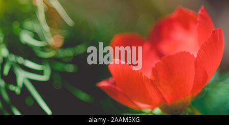 Open bud of the red peony flower growing in the garden, close-up. Stock Photo