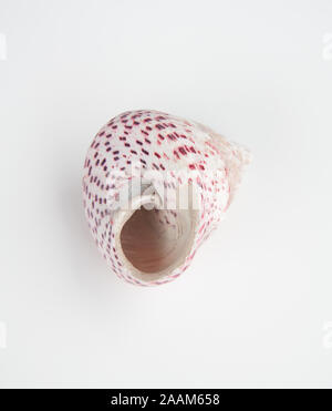 Closeup seashell white with pink dots isolated on a light background.  You can see inside the shell quite a ways on this nature still life. Stock Photo