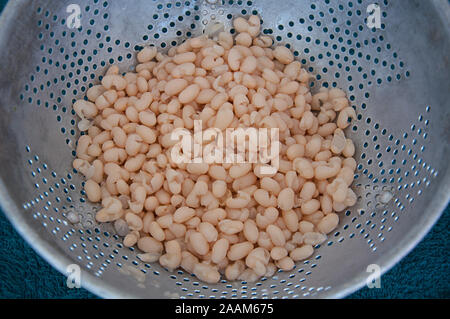 Cooked white navy beans in a vintage silver colander strainer.  Healthy food legume for whole plant based eating. Stock Photo